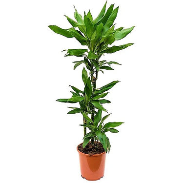 Dracaena Janet Craig 3pp